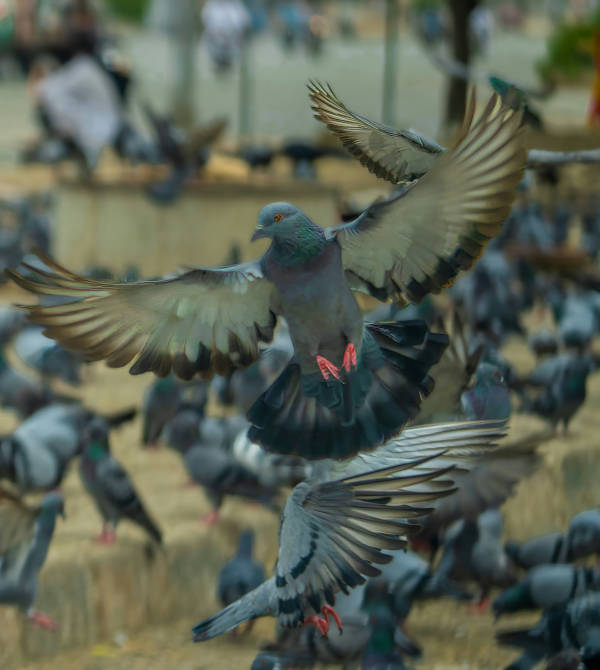 Un groupe de pigeons au sol dont celui au premier plan a déployé ses ailes et commence à s’envoler