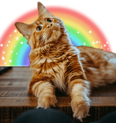 Chat roux qui regarder en l’air, vers le titre de la conférence, avec un arc-en-ciel en fond, bien kitsch.