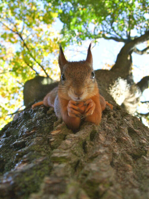 Vue en contre-plongée d’un écureuil nous regardant curieux, allongé sur un tronc d’arbre, tête en bas, reposant sur ses coudes et tenant une noisette dans ses pattes.