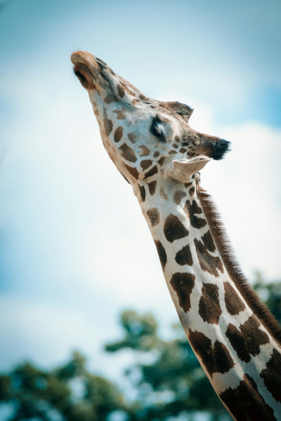 Girafe qui lève la tête bien droite vers le ciel.